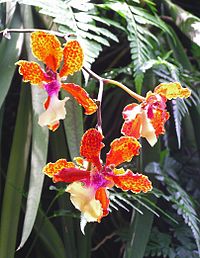 Orchid Garden